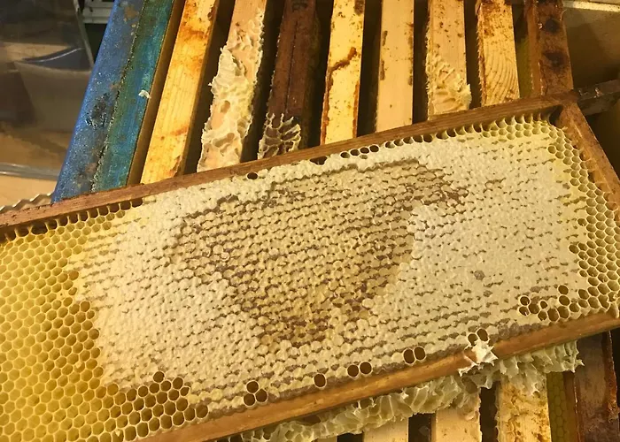 فندق مبيت وإفطار Huize Leeghwater 3*